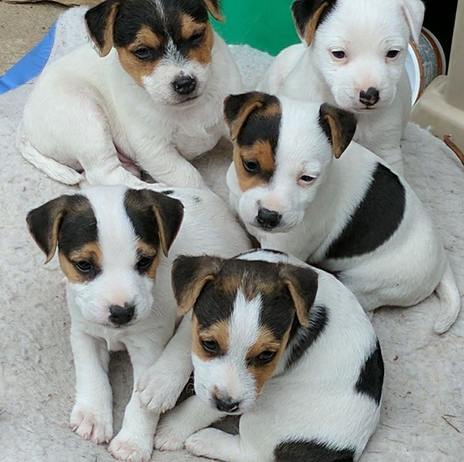 parson russell terrier puppy